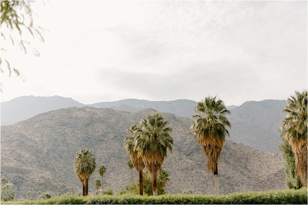 palm springs mountains and palm trees